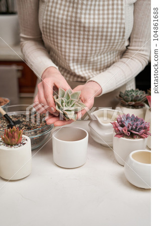 Woman preparing Echeveria Succulent rooted cutting for transplantation in a pot 104861688