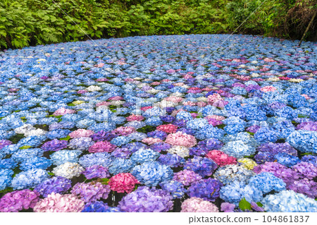 岩手縣一關市陸奧繡球花園的繡球池 104861837