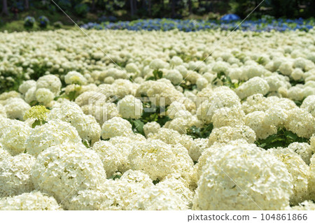 Hydrangea at Michinoku Hydrangea Garden, Ichinoseki City, Iwate Prefecture Hydrangea at Michinoku Hydrangea Garden, Ichinoseki City, Iwate Prefecture 104861866