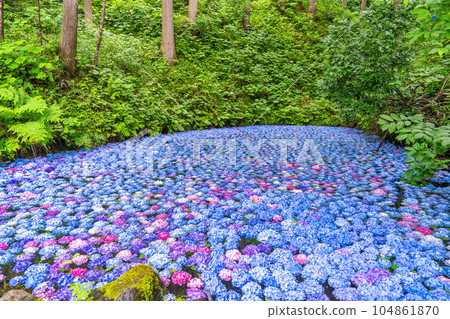 Hydrangea Pond at Michinoku Hydrangea Garden, Ichinoseki City, Iwate Prefecture 104861870