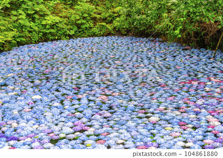 Hydrangea Pond at Michinoku Hydrangea Garden, Ichinoseki City, Iwate Prefecture 104861880