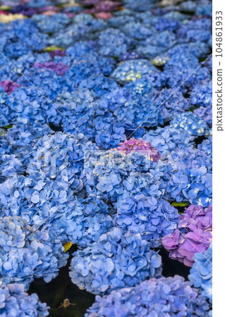 岩手縣一關市陸奧繡球花園的繡球池 岩手縣一關市陸奧繡球花園的繡球池 104861933