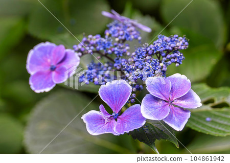 岩手縣一關市陸奧繡球園的繡球花 104861942