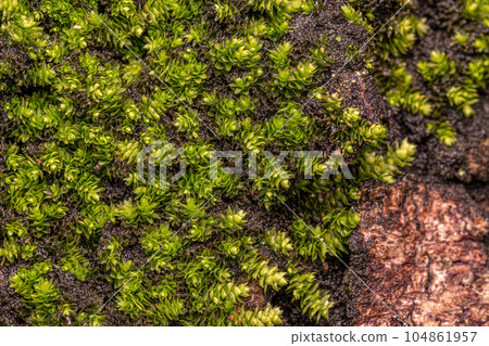 Green True Mosses Green True Mosses 104861957
