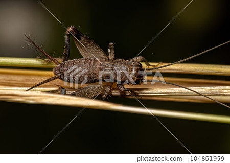 Adult Field Cricket 104861959