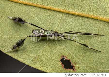 Adult Limoniid Crane Fly 104861961
