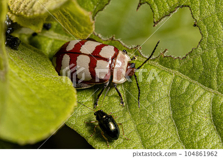 Adult Flea Beetle 104861962