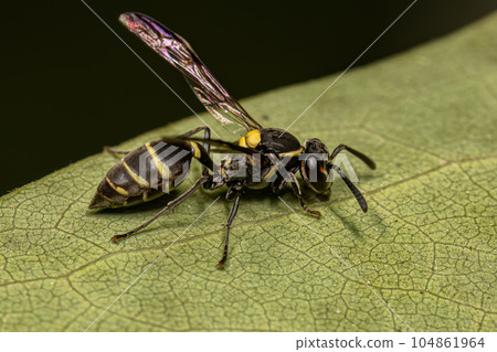 Adult Long-waisted Honey Wasp Adult Long-waisted Honey Wasp 104861964