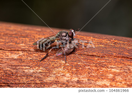 Adult Robber Fly 104861966
