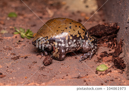 Small Muller Termite Frog Small Muller Termite Frog 104861973