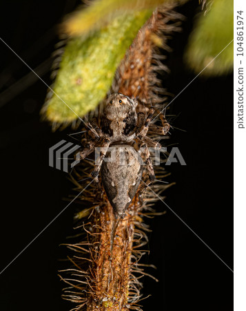 Small Lynx Spider 104861974
