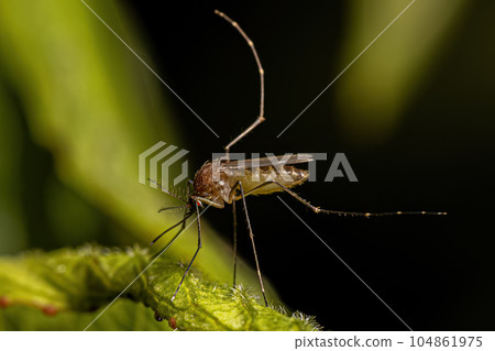 Adult Female Culicine Mosquito Insect Adult Female Culicine Mosquito Insect 104861975