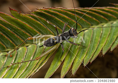 Small True Cricket 104861980