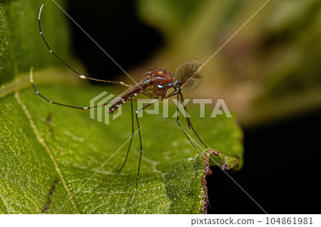 Adult Male Culicine Mosquito Insect Adult Male Culicine Mosquito Insect 104861981