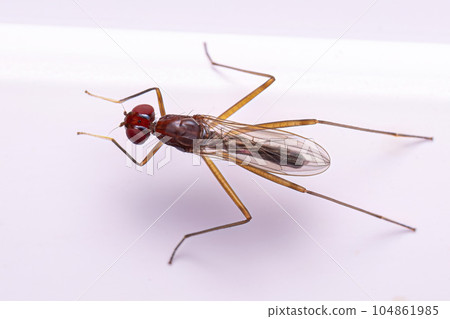 Adult Stilt-legged Fly 104861985