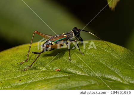 Small True Cricket Small True Cricket 104861986