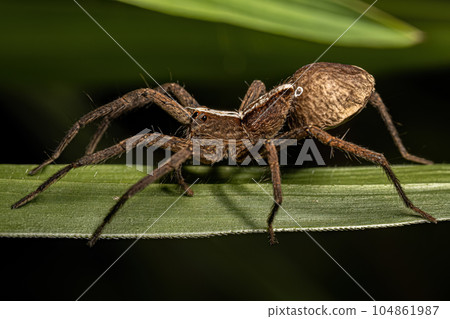 Adult Female Trechaleid Spider Adult Female Trechaleid Spider 104861987