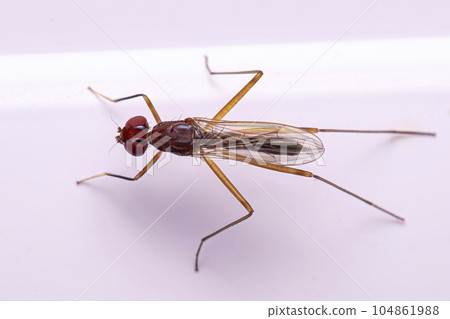 Adult Stilt-legged Fly Adult Stilt-legged Fly 104861988