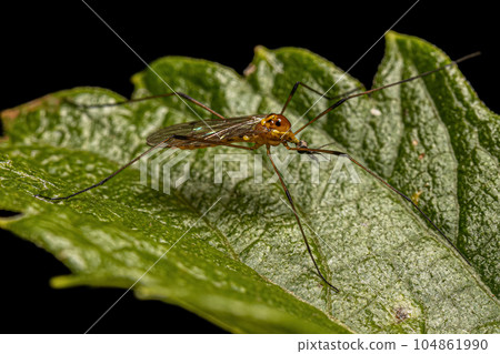 Adult Limoniid Crane Fly 104861990