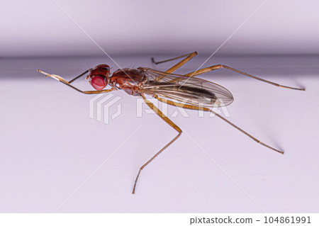 Adult Stilt-legged Fly 104861991