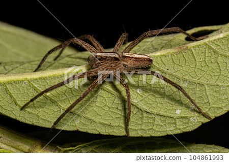 Adult Female Trechaleid Spider Adult Female Trechaleid Spider 104861993