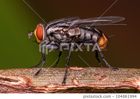 Adult Flesh Fly Adult Flesh Fly 104861994