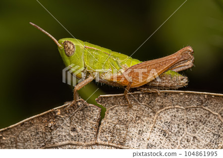 Adult Stridulating Slant-faced Grasshopper Adult Stridulating Slant-faced Grasshopper 104861995