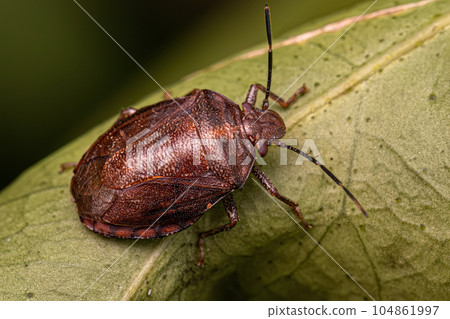 Adult Stink bug 104861997