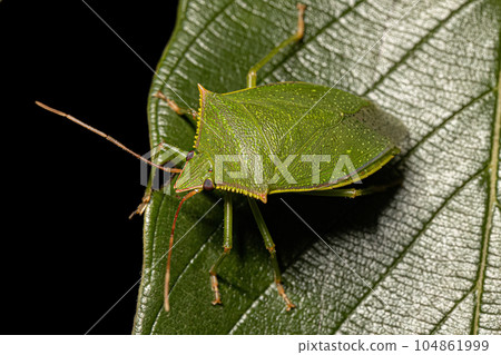 Adult Stink Bug Adult Stink Bug 104861999