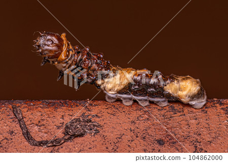 New World Giant Swallowtail Caterpillar 104862000