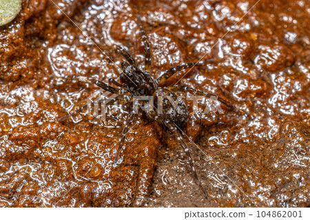 Small Wolf Spider 104862001