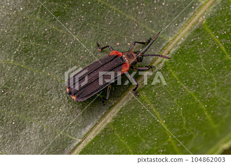 Adult Leaf Beetle Adult Leaf Beetle 104862003
