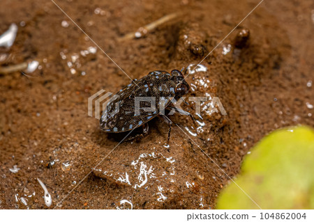 Small Velvety Shore Bug 104862004