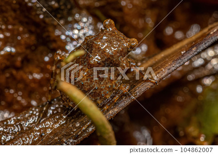 Adult Toad Bug Adult Toad Bug 104862007