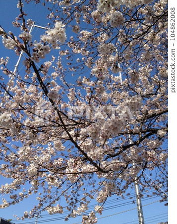 cherry blossom, cherry tree, spring 104862008
