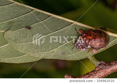 Stink bug protecting eggs 104862010