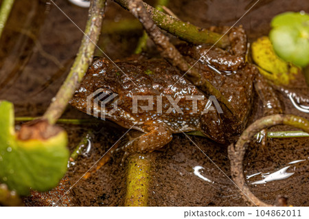 Small Southern Frog Small Southern Frog 104862011