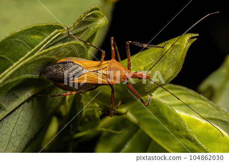 Adult Assassin Bug Adult Assassin Bug 104862030