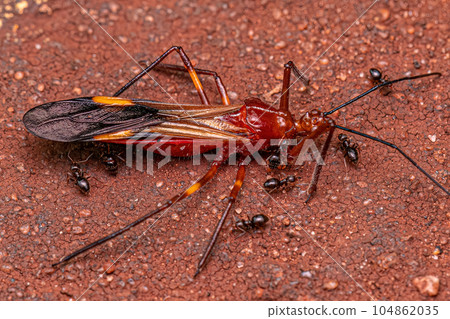 Adult Female Rover Ants preying on an adult Assassin Bug 104862035