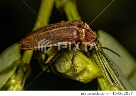 Adult Firefly Beetle Adult Firefly Beetle 104862037