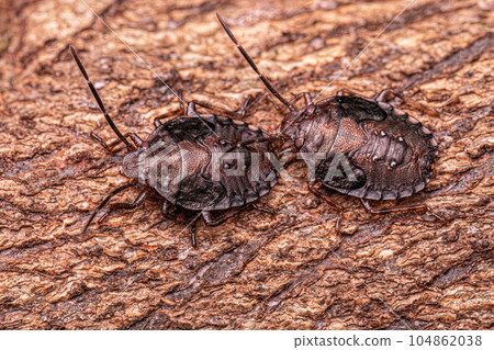 Stink bug Nymphs Stink bug Nymphs 104862038