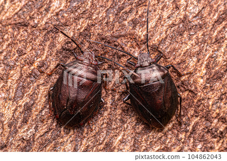 Adult Stink bug 104862043
