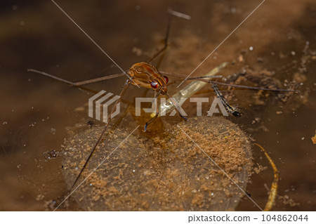 Striped Pond Skater Insect 104862044