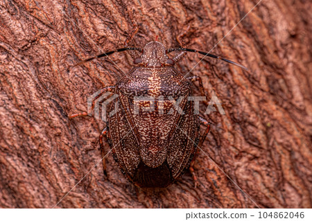 Adult Stink bug 104862046