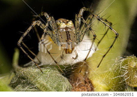 Adult Female Lynx Spider Adult Female Lynx Spider 104862051