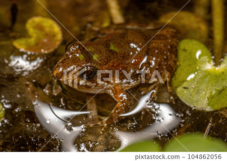 Small Southern Frog Small Southern Frog 104862056