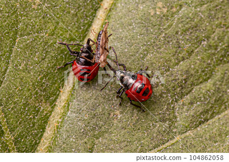 Two Small Red Predatory Stink Bug Nymph opreying on a Small Adult Lace Bug Two Small Red Predatory Stink Bug Nymph opreying on a Small Adult Lace Bug 104862058