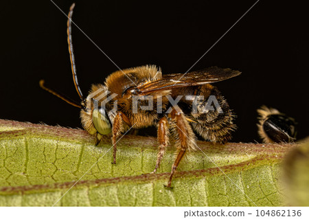 Adult Longhorn Bee 104862136