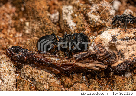 Adult Turtle Ant Adult Turtle Ant 104862139