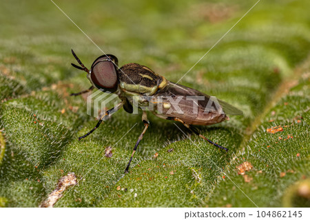 Small Adult Soldier Fly 104862145